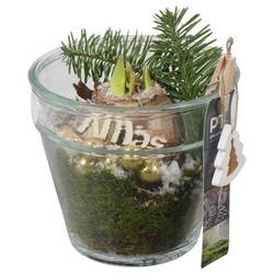 Amaryl.Arr PTACH5938 rote Bl. Weihnachten T13 H020