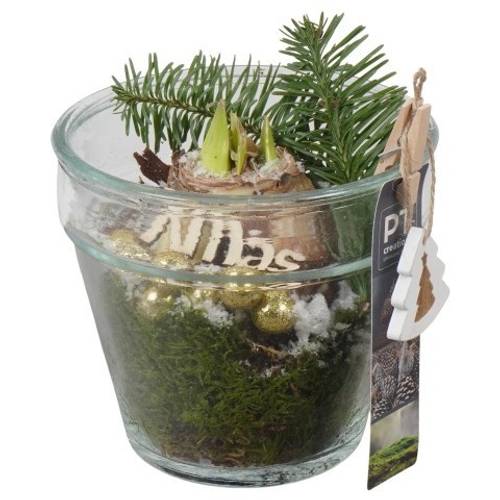 Amaryl.Arr PTACH5938 rote Bl. Weihnachten T13 H020