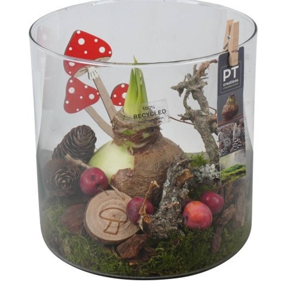 Amaryl.Arr PTAA7591 rote Bl. T19 H022