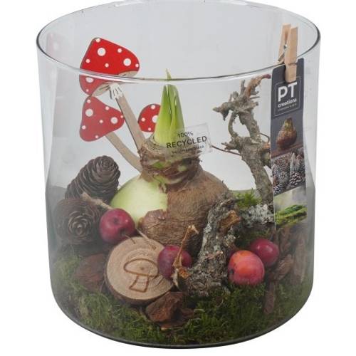 Amaryl.Arr PTAA7591 rote Bl. T19 H022