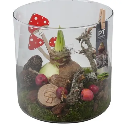 Amaryl.Arr PTAA7591 rote Bl. T19 H022