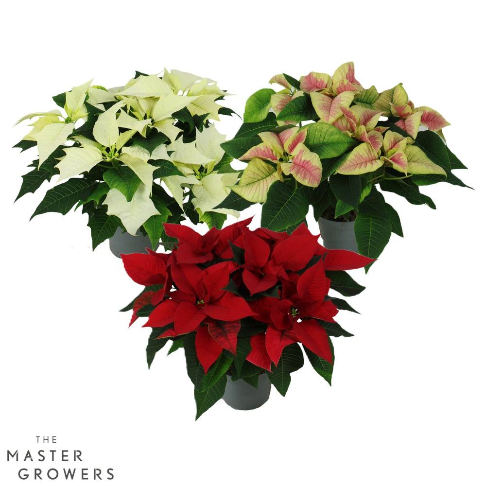 Poinsettia mix Special 5+Blüte T13 H030