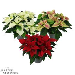 Poinsettia mix Special 5+Blüte T13 H030
