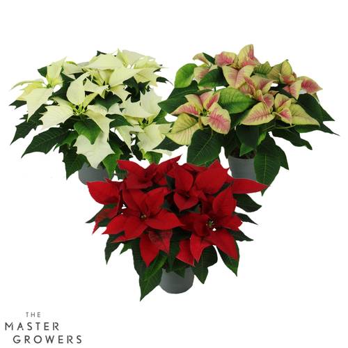 Poinsettia mix Special 5+Blüte T13 H030