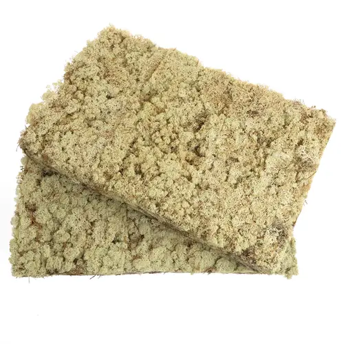 Islandmoos natur creme Gross