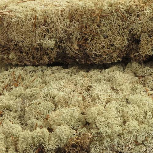 Islandmoos natur creme Gross