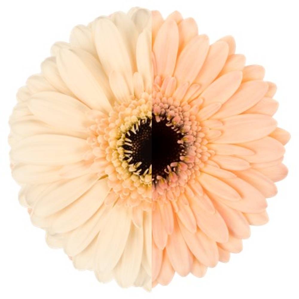 Germini apricot Auge