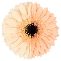 Germini apricot Auge