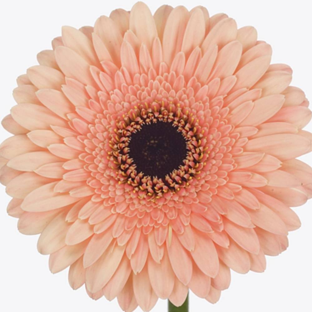 Germini apricot Auge