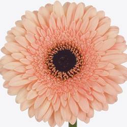 Germini apricot Auge