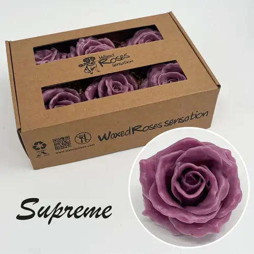 Seiden Wachs Rose milka Super Gross