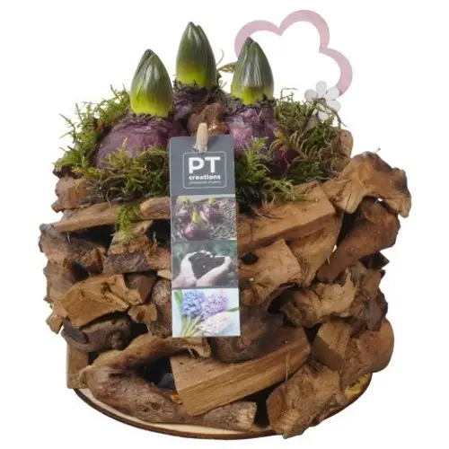 Hyazinthe.Arr PTHC9178 T17 H022