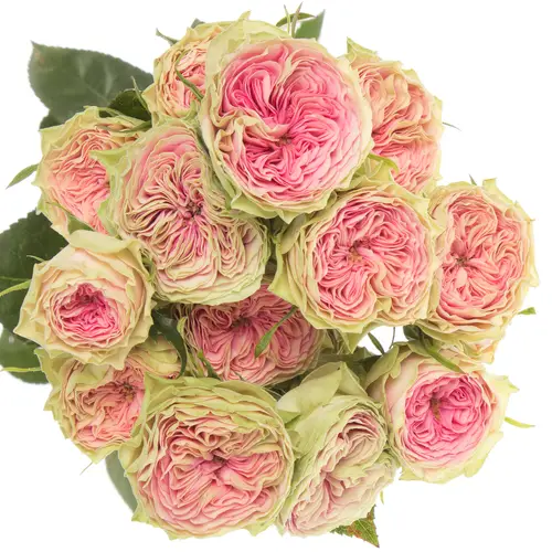 Rose rosa Freiland Grandmas Daisy 3+Bl.60cm