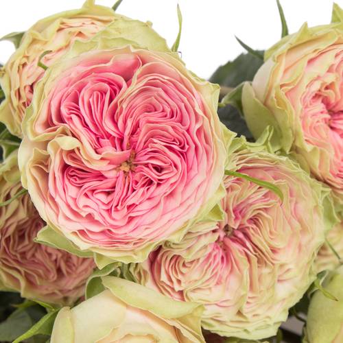 Rose rosa Freiland Grandmas Daisy 3+Bl.60cm