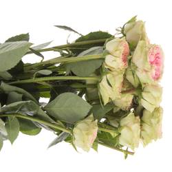 Rose rosa Freiland Grandmas Daisy 3+Bl.60cm