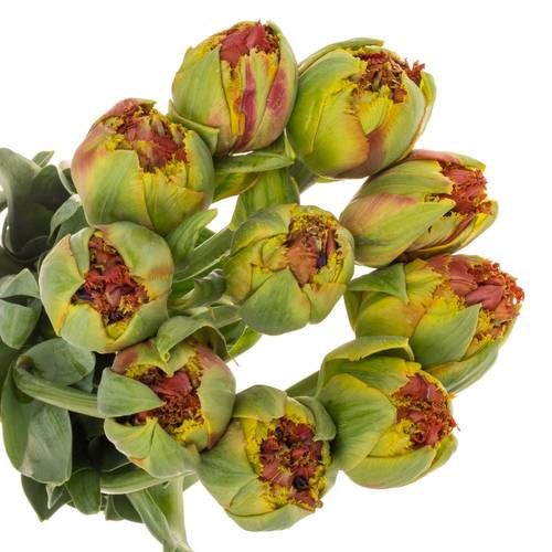 Franz.rot doppel gezackt Bruno 65 Gramm 55cm