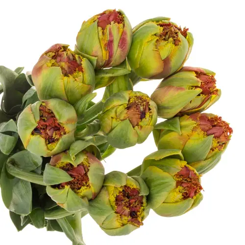 Franz.rot doppel gezackt Bruno 65 Gramm 55cm