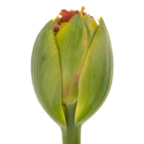 Franz.rot doppel gezackt Bruno 65 Gramm 55cm