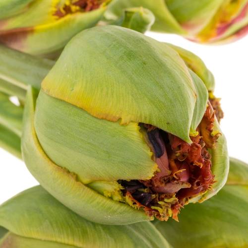 Franz.rot doppel gezackt Bruno 65 Gramm 55cm