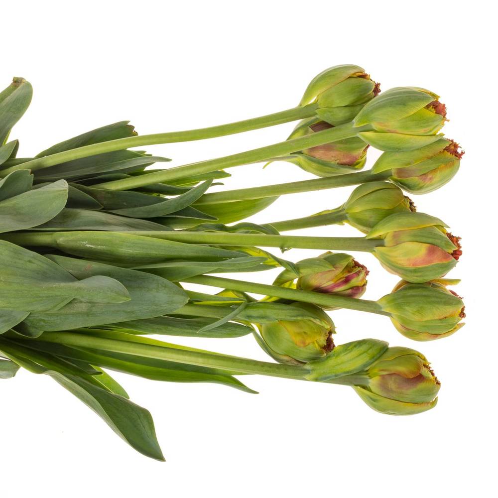 Franz.rot doppel gezackt Bruno 65 Gramm 55cm