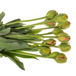 Franz.rot doppel gezackt Bruno 65 Gramm 55cm