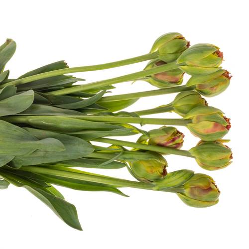 Franz.rot doppel gezackt Bruno 65 Gramm 55cm