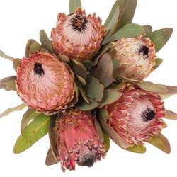 Protea rosa Barbigera 60cm