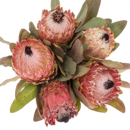 Protea rosa Barbigera 60cm