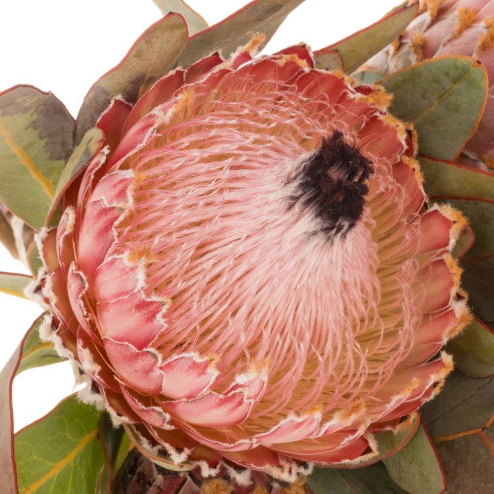 Protea rosa Barbigera 60cm
