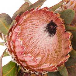 Protea rosa Barbigera 60cm