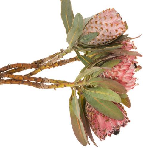 Protea rosa Barbigera 60cm