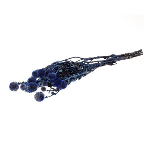 Trocken Echinops blau L60cm
