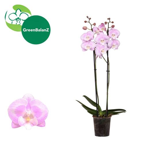 Phal.2-R hell rosa Aladdin T12 H055