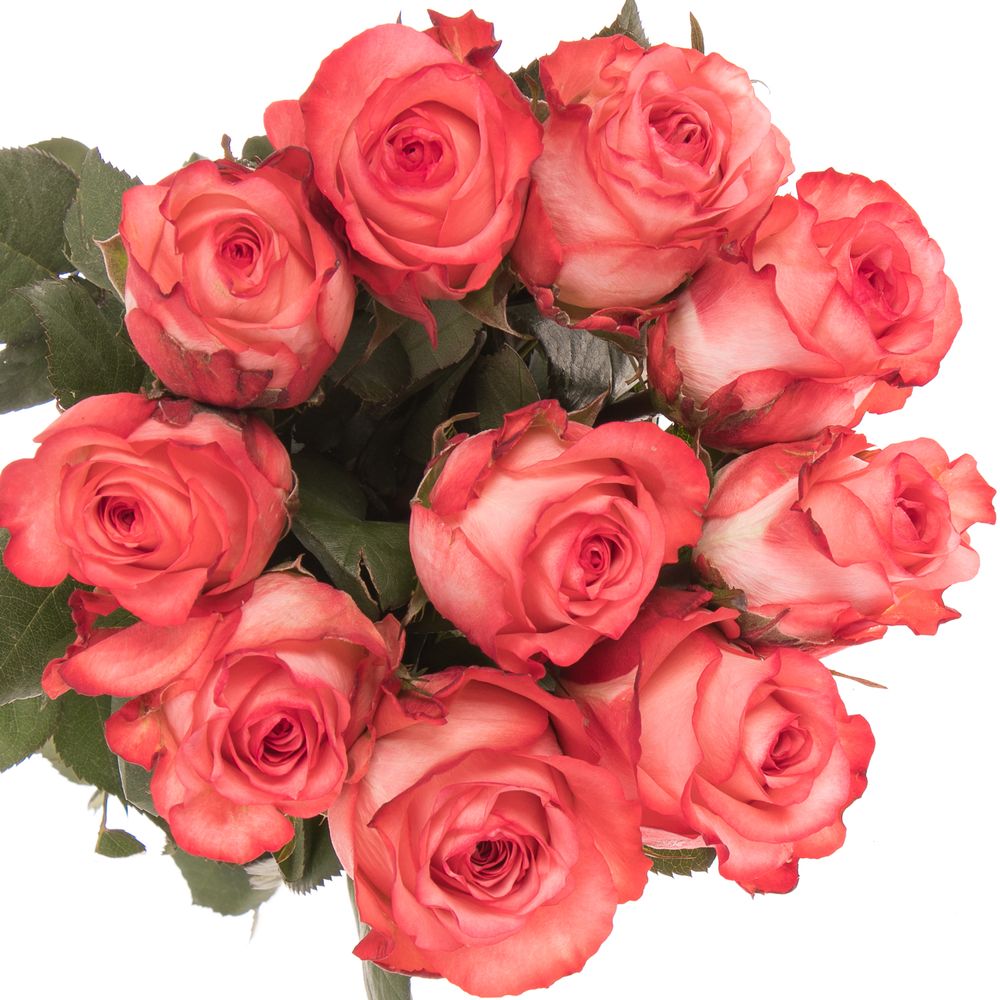 Rose creme/rot Icon 50cm