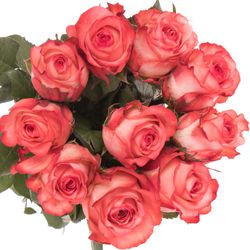 Rose creme/rot Icon 50cm