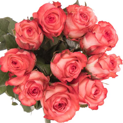 Rose creme/rot Icon 50cm