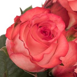 Rose creme/rot Icon 50cm