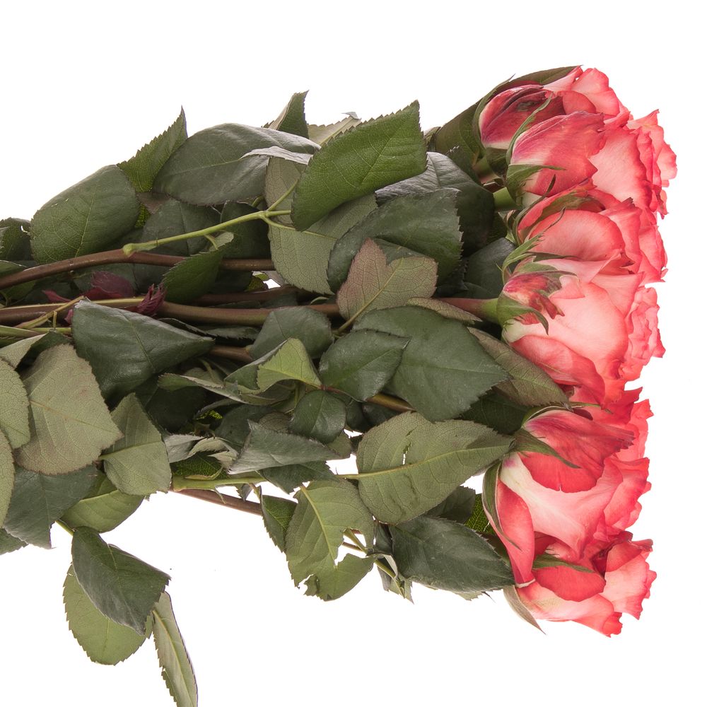 Rose creme/rot Icon 50cm