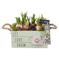 Narzis.Arr PTN8682 T20 H017