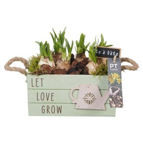 Narzis.Arr PTN8682 T20 H017