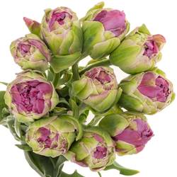 Franz.lila doppel Purple Power 65 Gramm 65cm