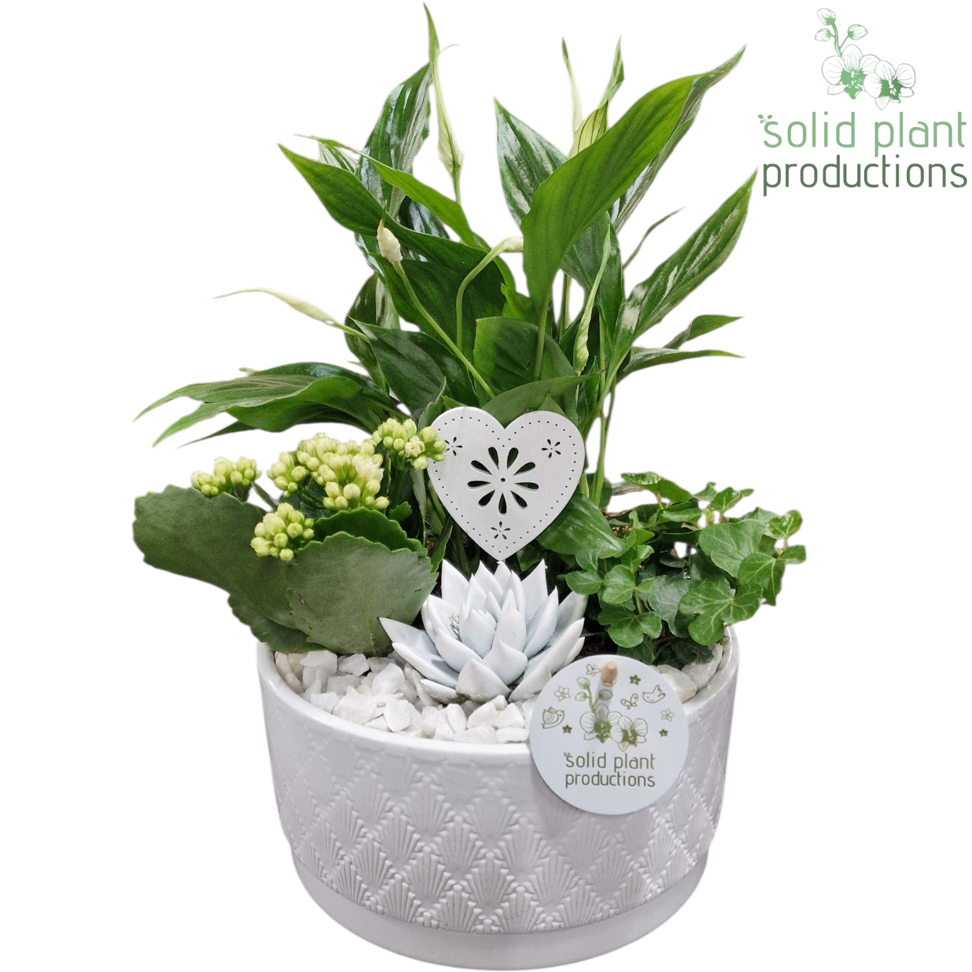 Spath.Arr Loes weiss SE003 WV T18 H035