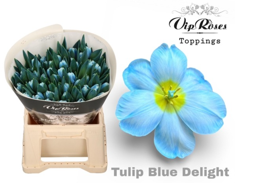 Tulpe blau Delight 32 Gramm