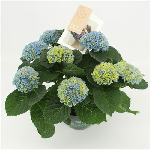 Hortensie Magical blau 7-8Bl. T14 H035