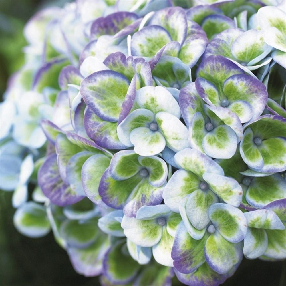 Hortensie Magical blau 7-8Bl. T14 H035