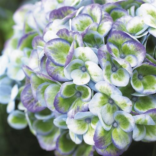Hortensie Magical blau 7-8Bl. T14 H035