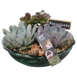 Succ.Arr PTSU6183 T21 H15