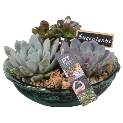 Succ.Arr PTSU6183 T21 H15