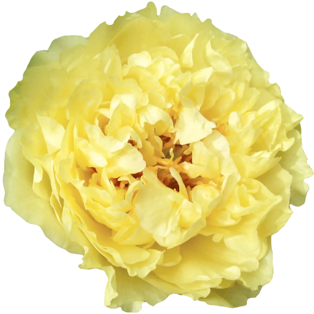 Pfingstrose hell gelb Sunny Girl 55cm