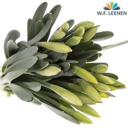 Narzisse pink Perfecti  x 30 45cm